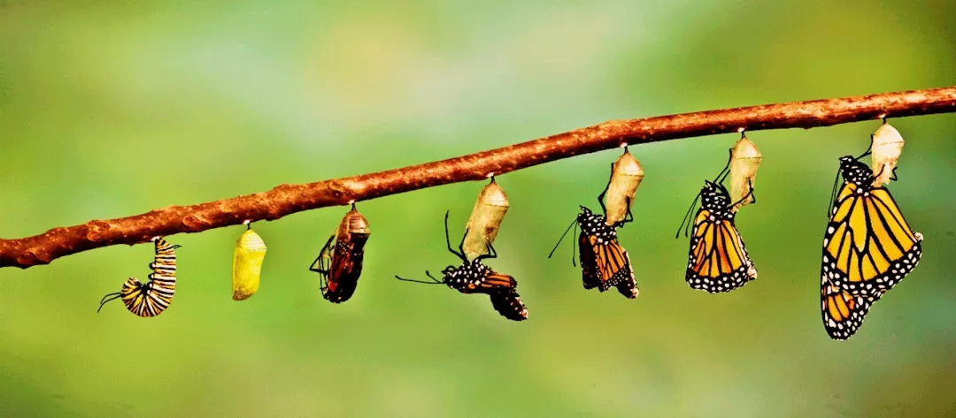 PROGRAM JAZ SEM.butterflylifecycle_Fotor.jpg