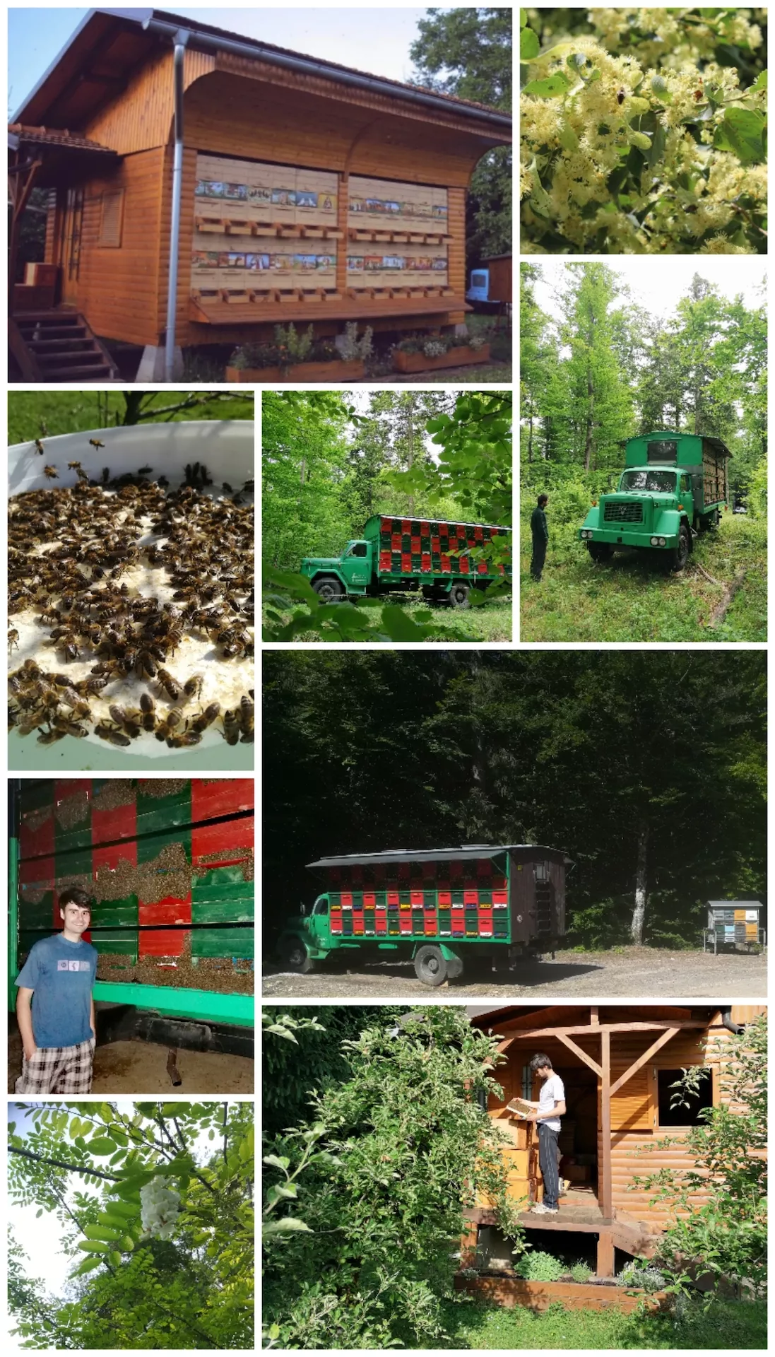 Pregled čebelarskega leta 2020