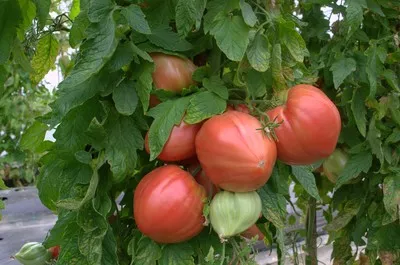 Biodinamična kmetija Bogovič