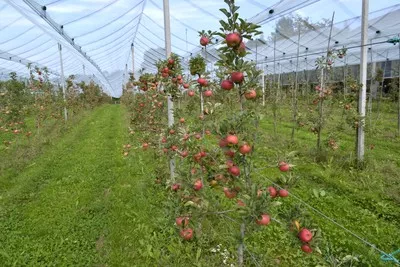 Biodinamična kmetija Bogovič