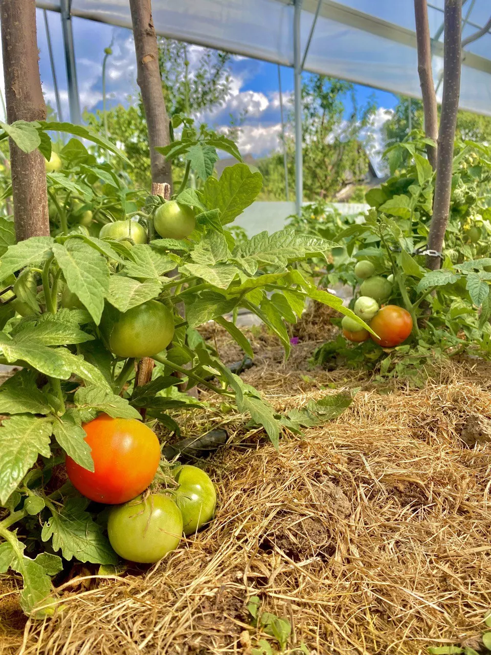 Biodinamična kmetija Brinšek