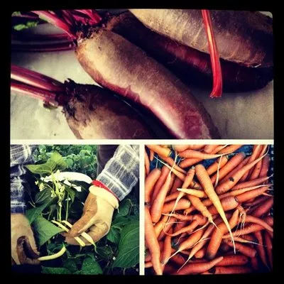 Biodinamična kmetija Kasaš