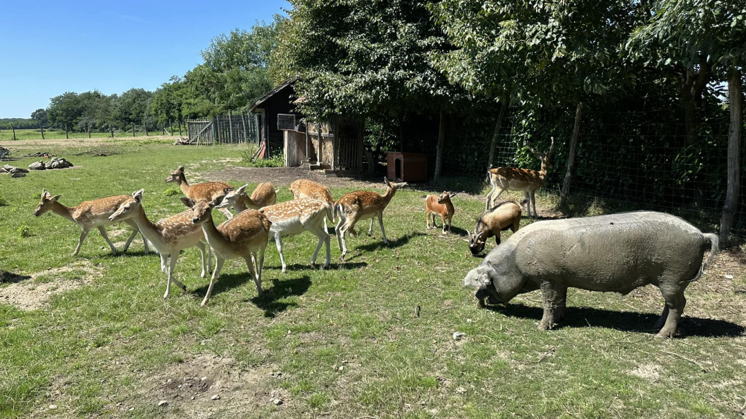Biodinamična kmetija Kasaš