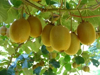 Biodinamična kmetija Mozetič