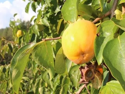 Biodinamična kmetija Mozetič