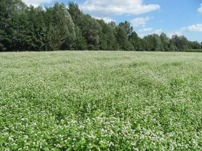 Biodinamična kmetija Pri Cajhnu, Videmšek