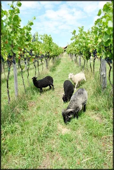 Biodinamična kmetija Šuman ​​