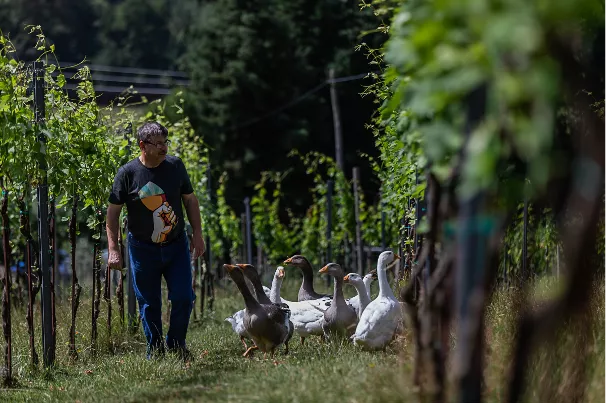 Biodinamična kmetija Zorjan