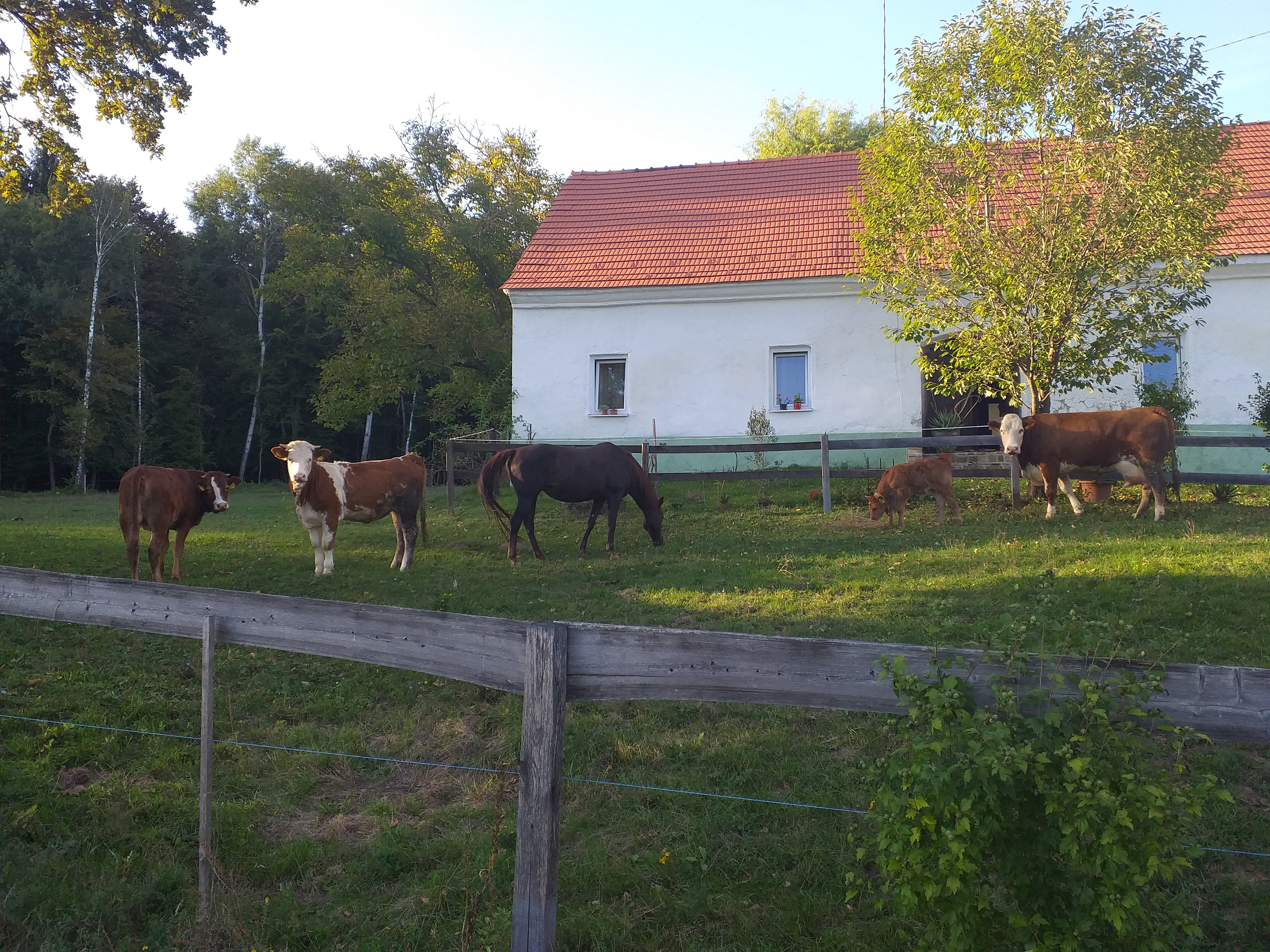 Demeter ekokmetija Forštnerič