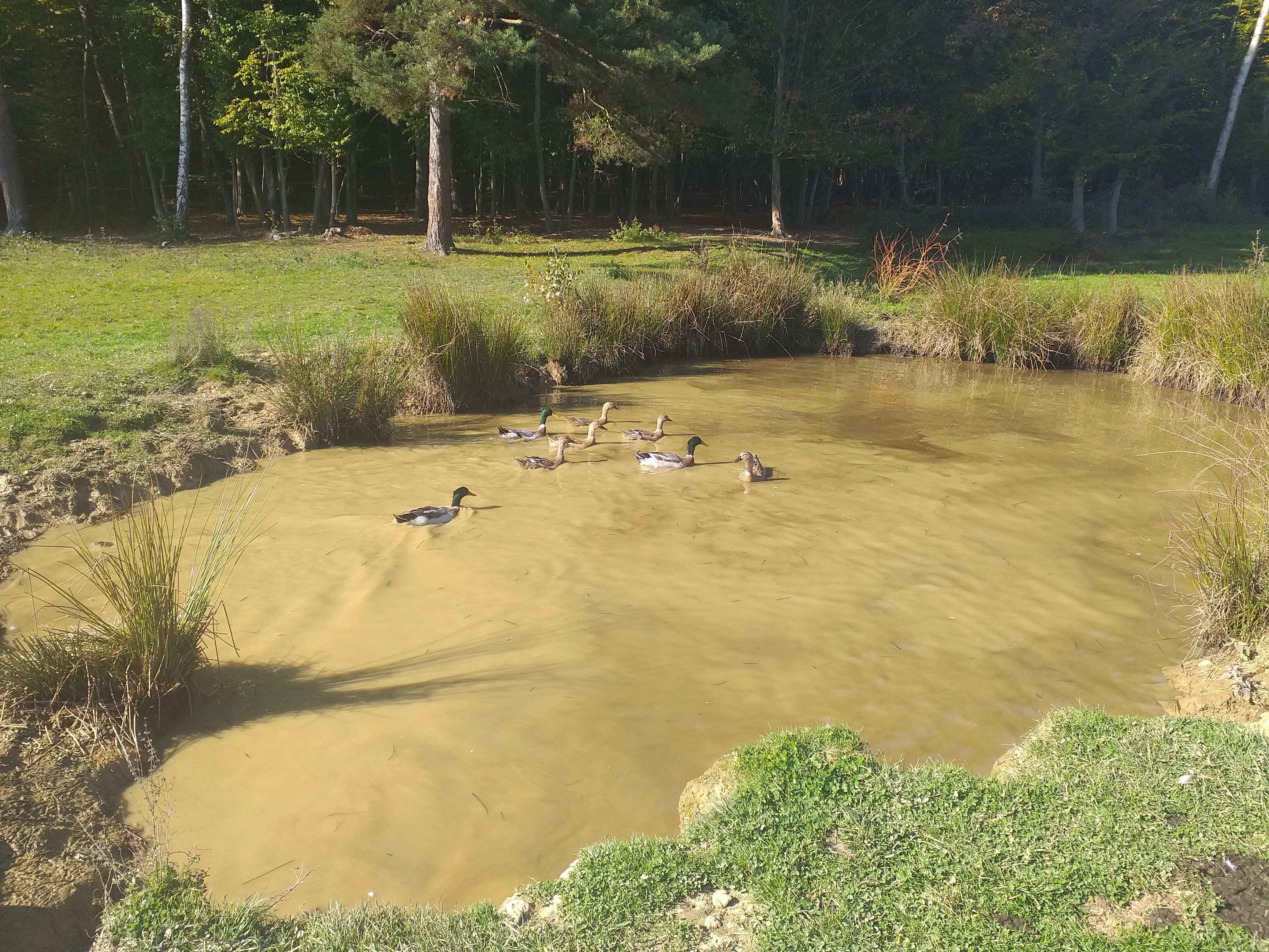 Demeter ekokmetija Forštnerič