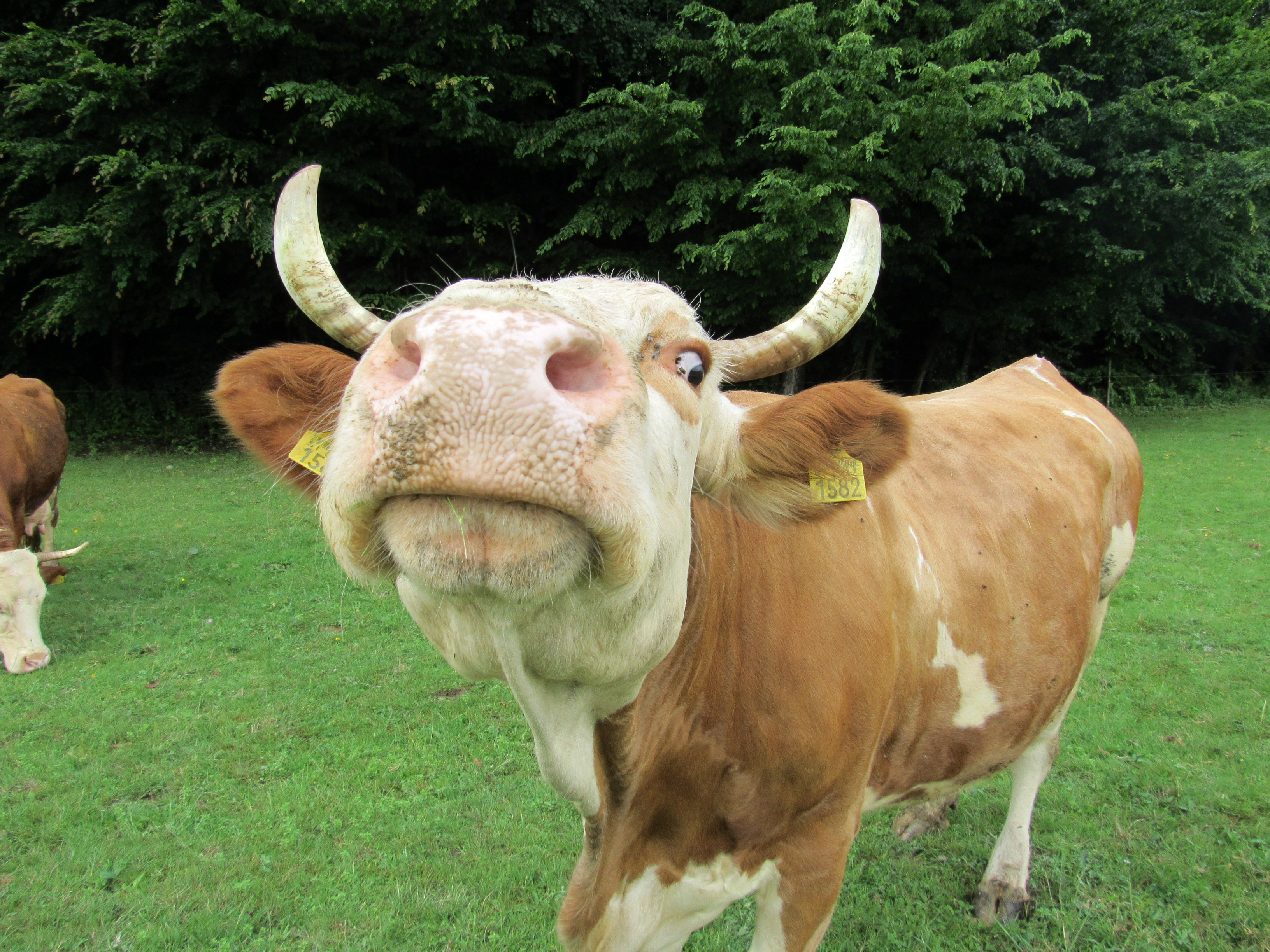 Demeter ekokmetija Forštnerič