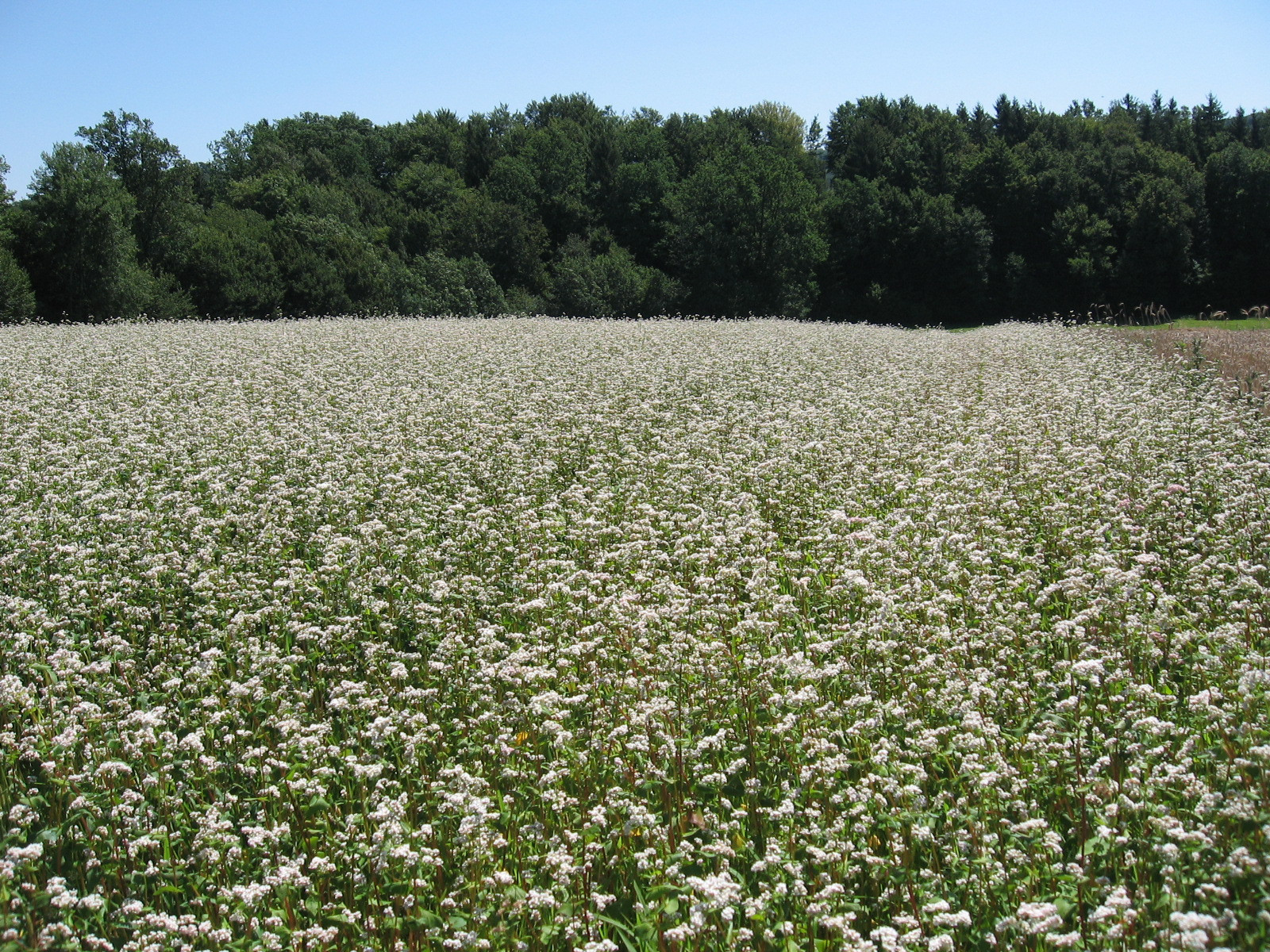 Demeter ekokmetija Forštnerič