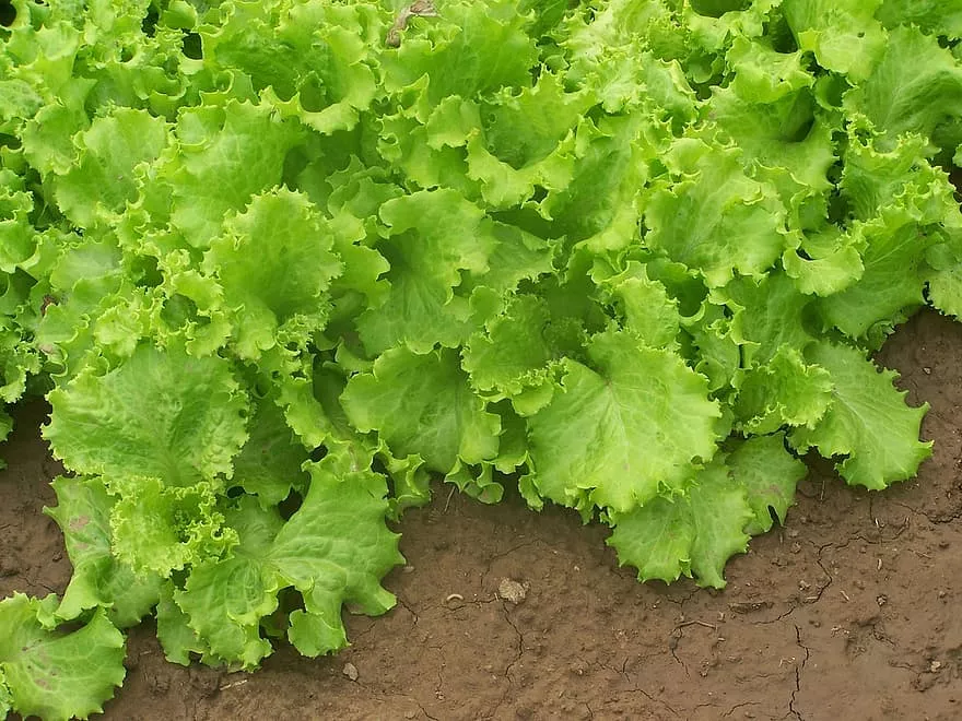 Jeste solato iz trgovine ali si jo pridelate sami oz. kupite pri kmetu?