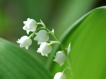 Vokalna skupina Solzice GŠ Brežice - 30 LET!