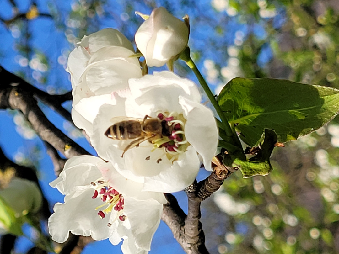 Festival čajev 2026 in naše društvo