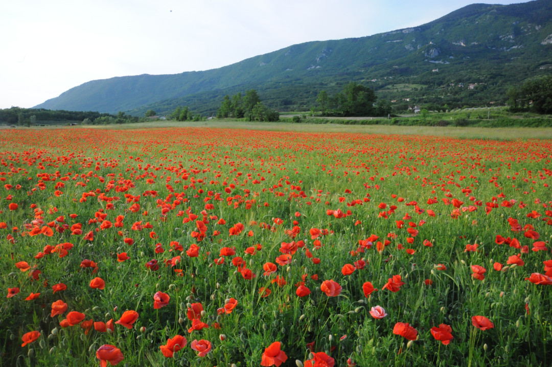 Natečaj za najboljše ljubezensko pismo v Sloveniji - svoboda