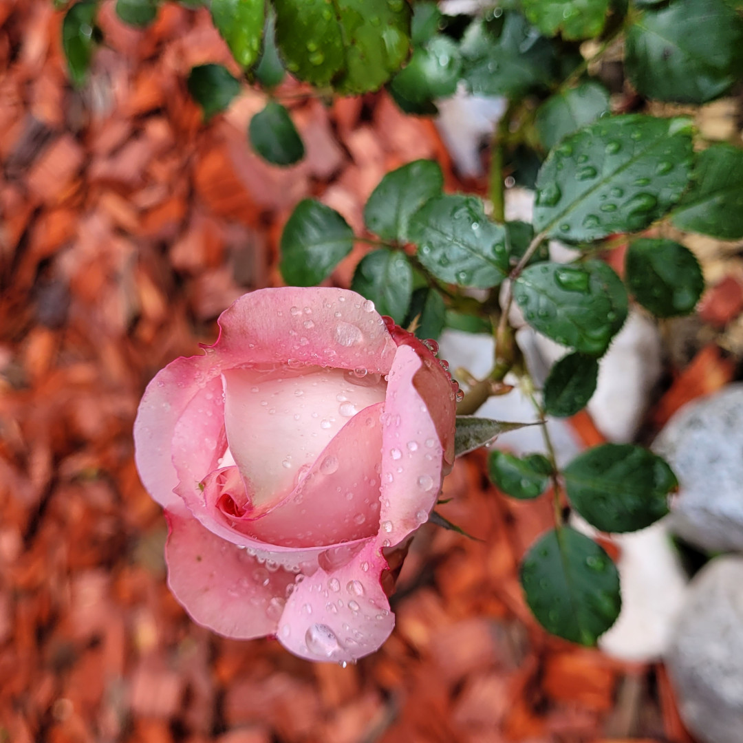 Otvoritev razstave o Josipini Turnograjski v Gorenjskem muzeju