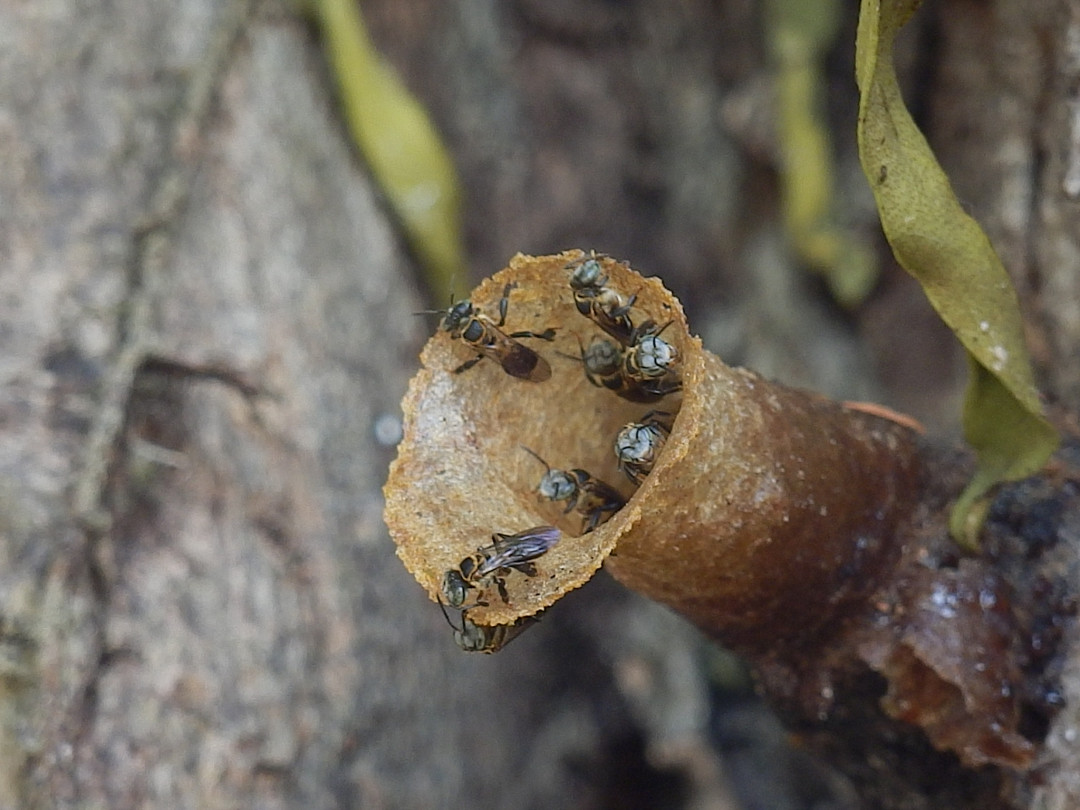 dr. Janko Božič: »Niso mi všeč samo kranjske sivke, so tudi take, ki ne pikajo…«, strokovno predavanje