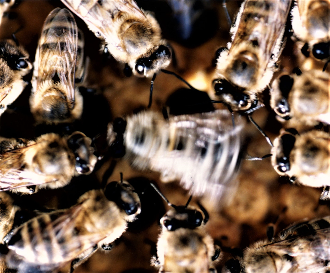 Dr. Janko Božič: S plesom do odločitev ali organizacija čebelje družine, strokovno predavanje