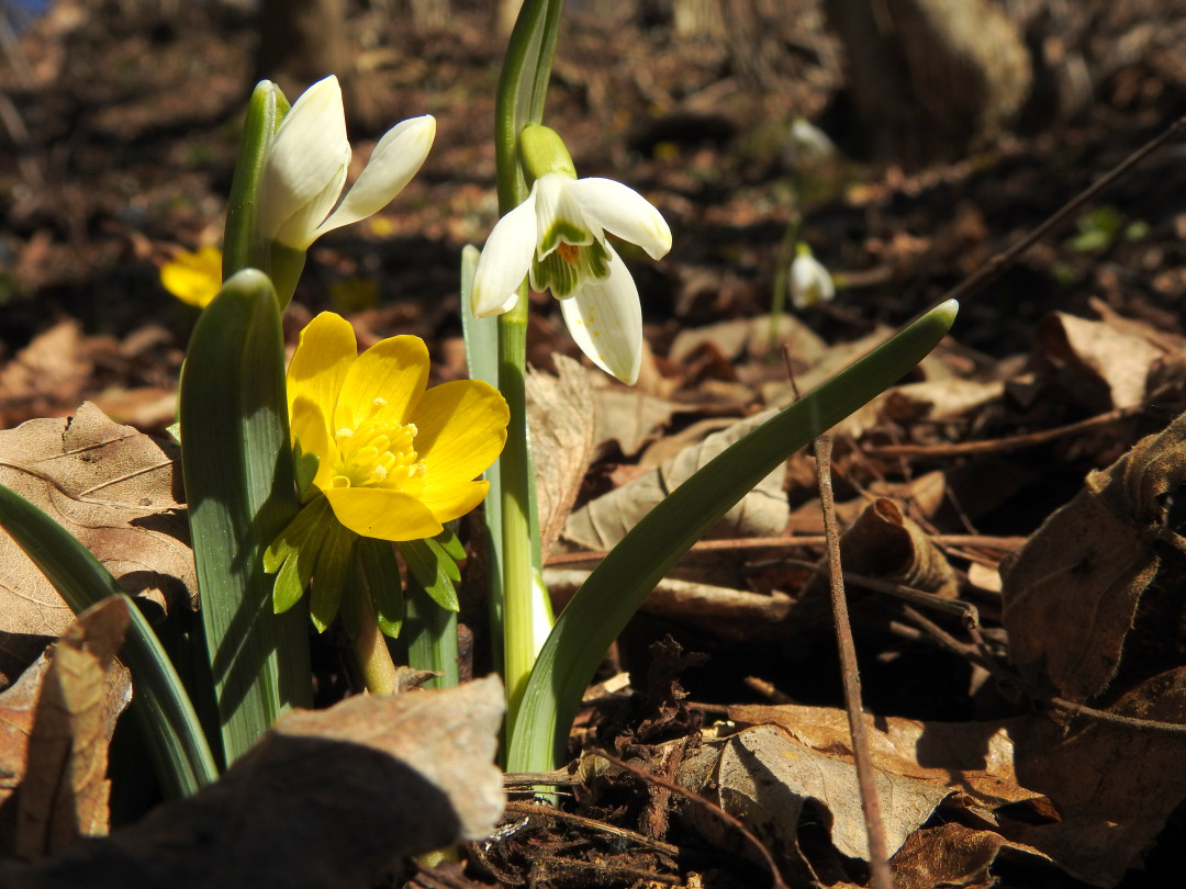 Dušan Klenovšek |Človek in narava – sobivanje ali tekmovanje, strokovno predavanje