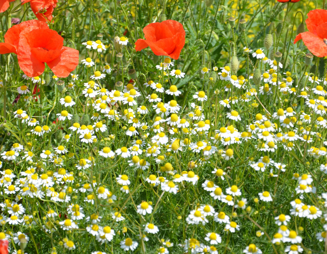 Od cvetja do zdravilnih zelišč