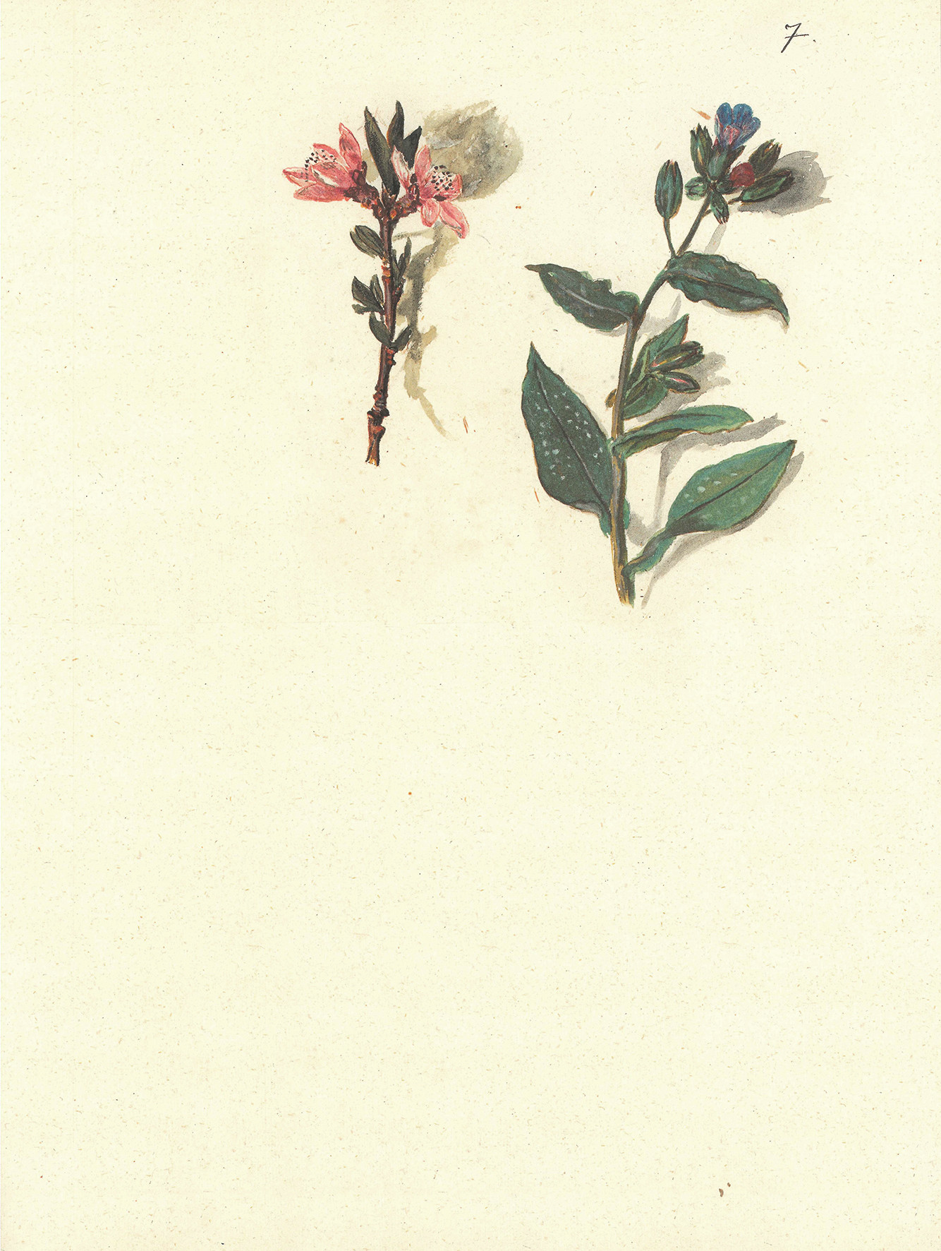 Pomlad v Iconotheci Valvasoriani