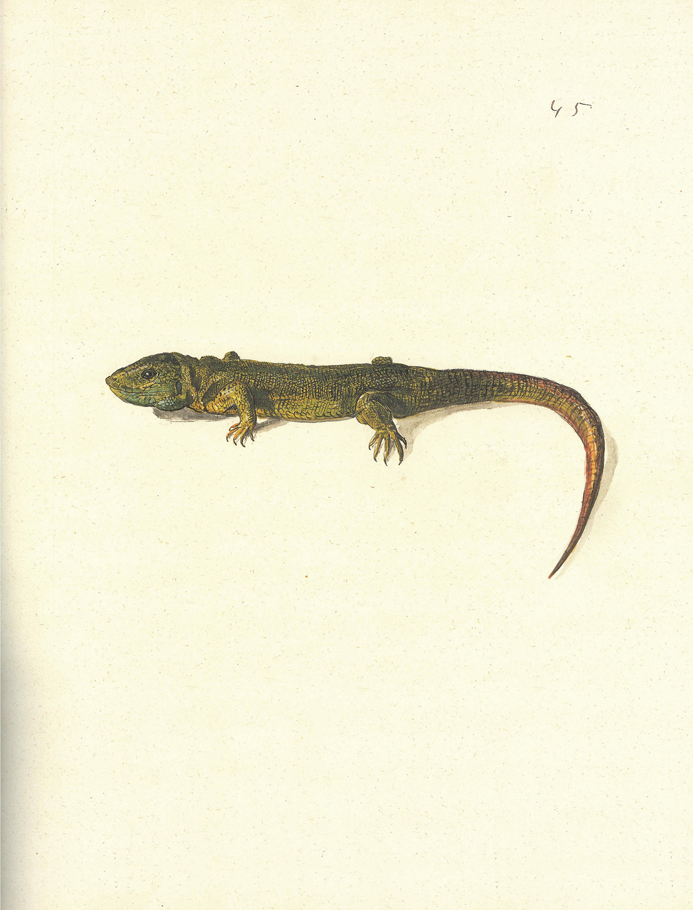 Pomlad v Iconotheci Valvasoriani