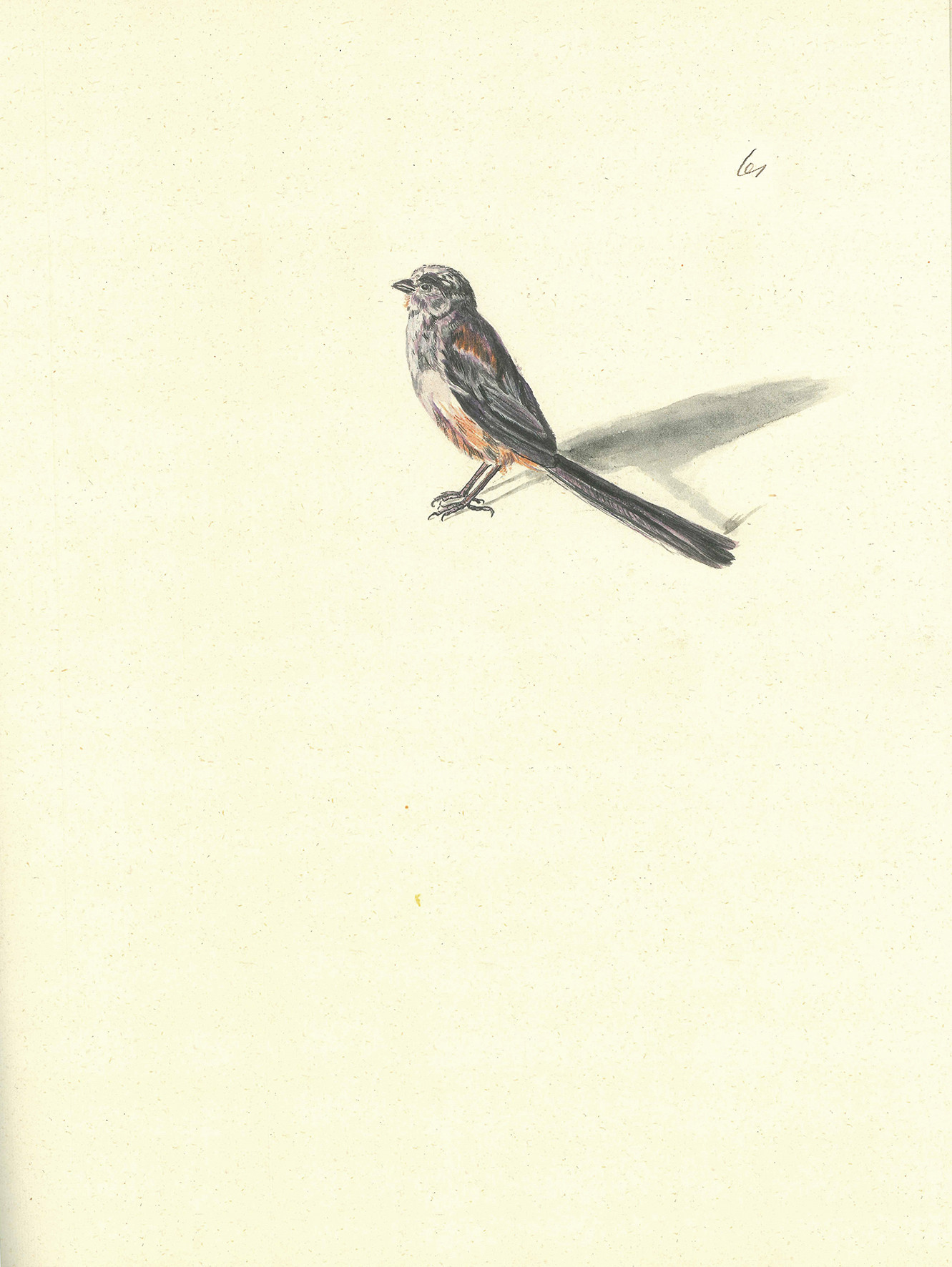 Pomlad v Iconotheci Valvasoriani