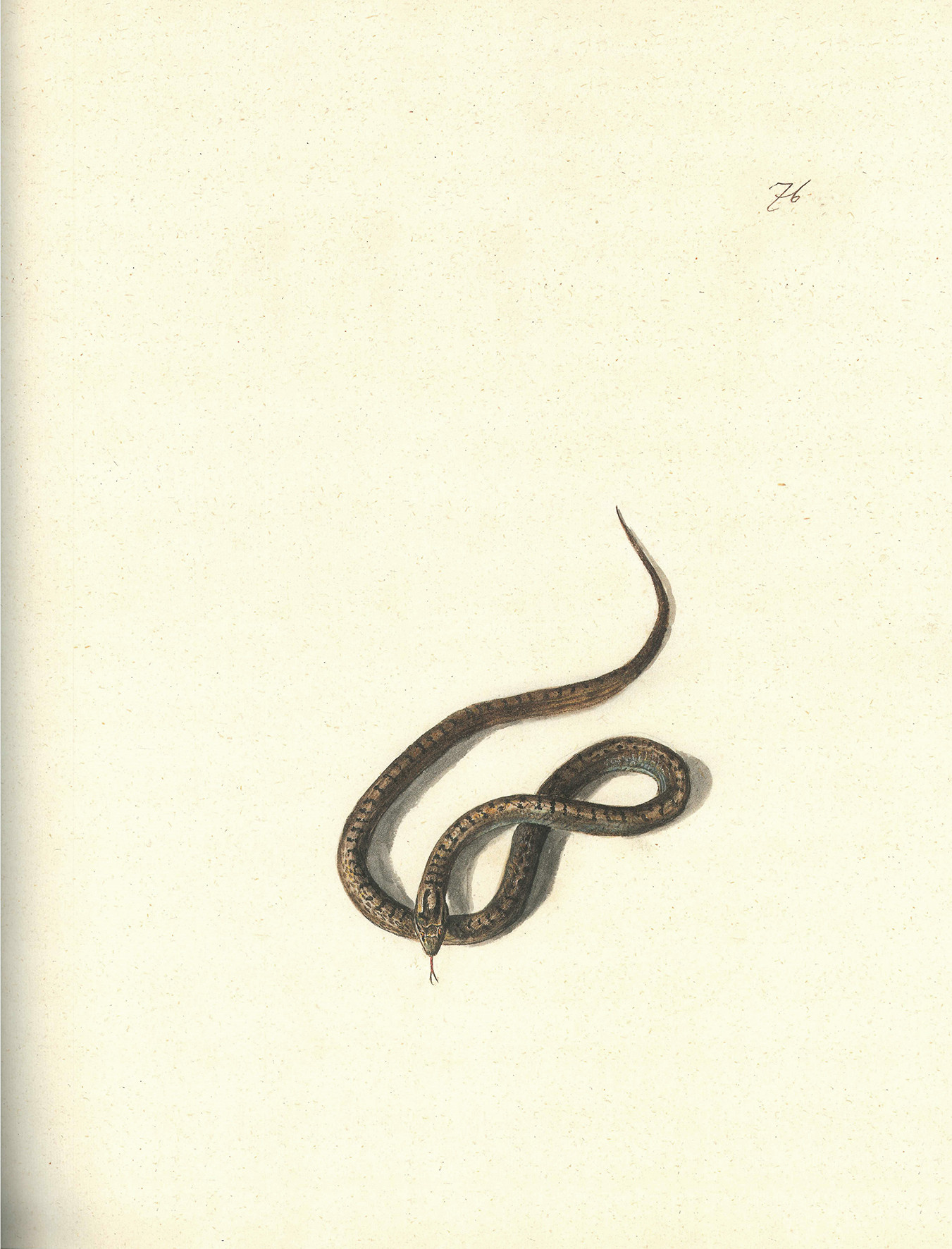 Pomlad v Iconotheci Valvasoriani