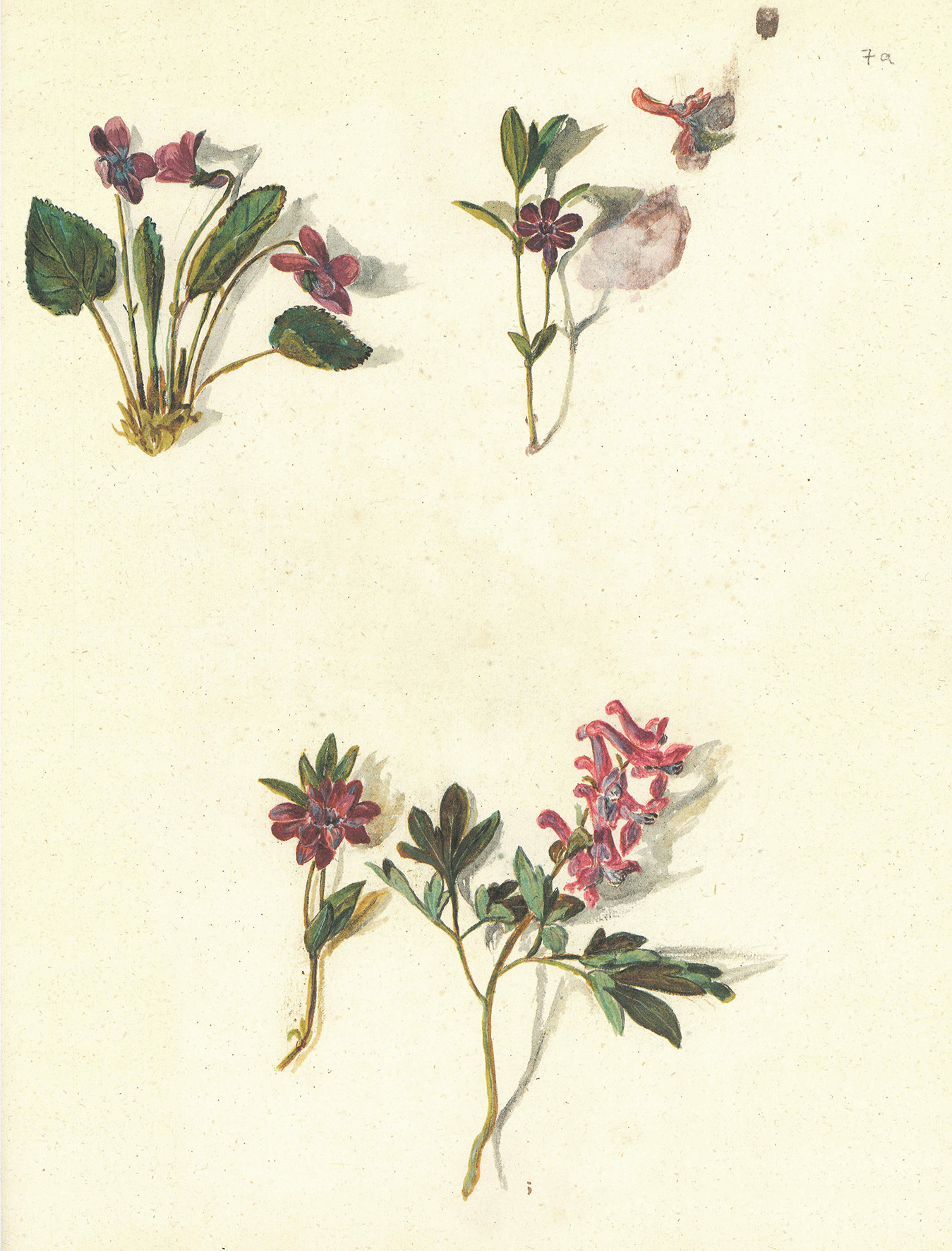 Pomlad v Iconotheci Valvasoriani