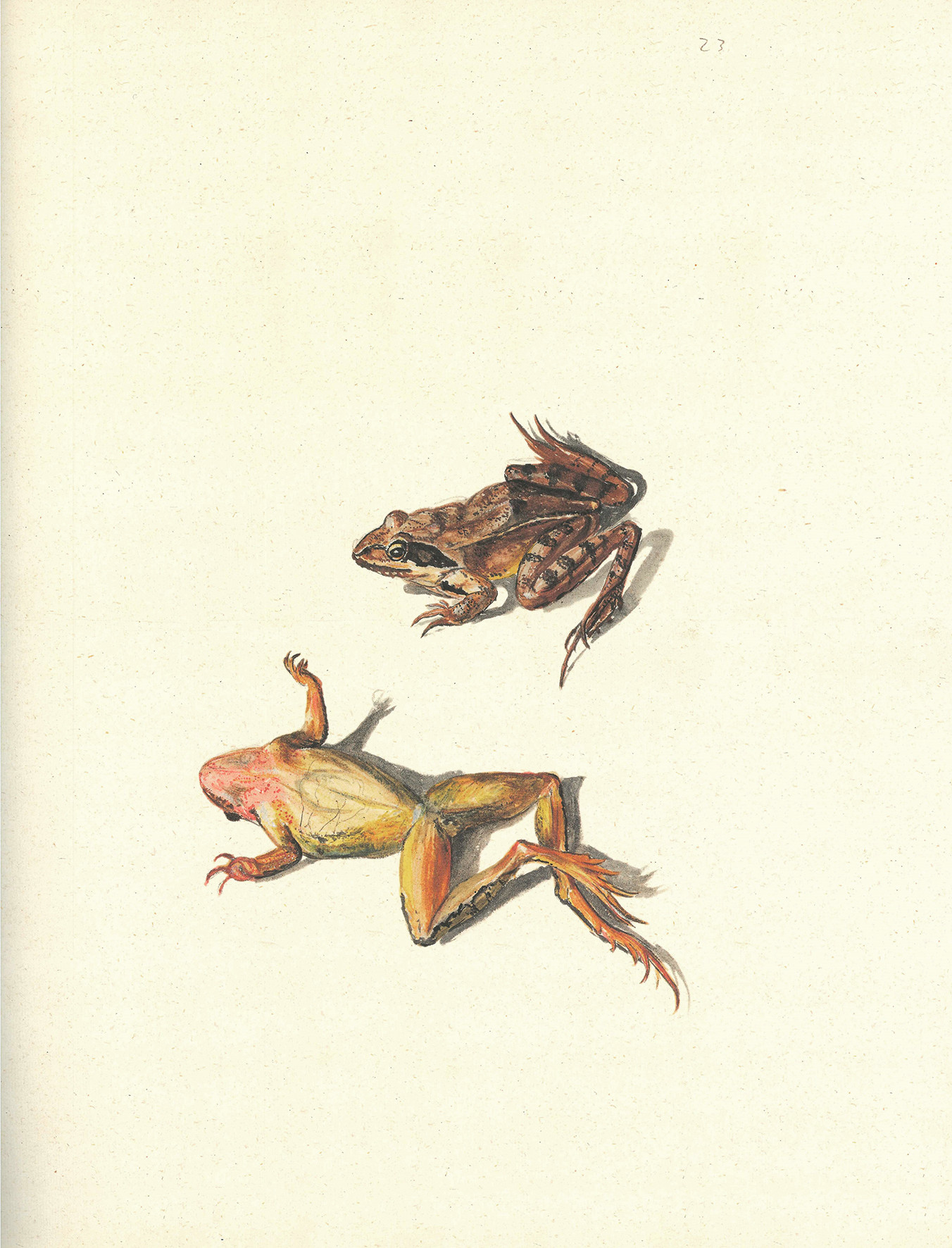 Pomlad v Iconotheci Valvasoriani