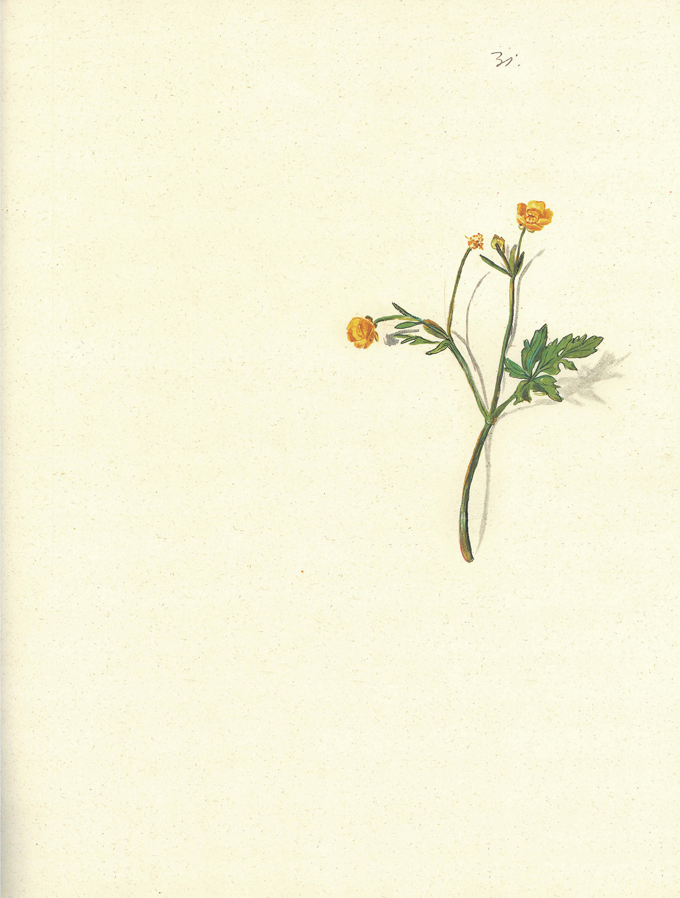 Pomlad v Iconotheci Valvasoriani