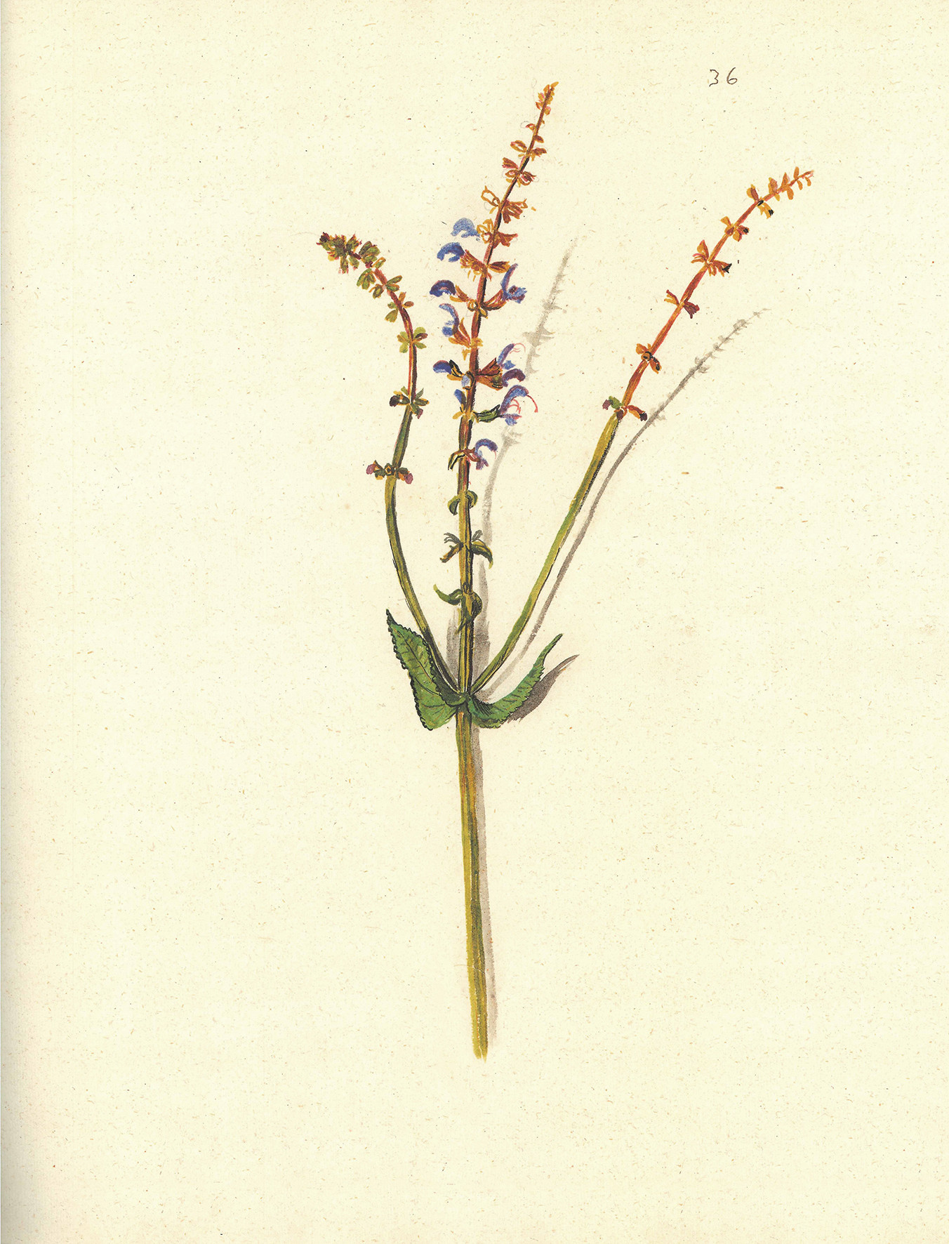 Pomlad v Iconotheci Valvasoriani