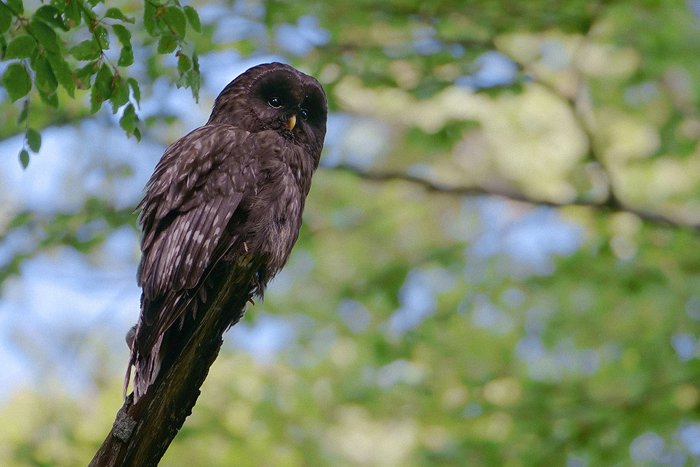 Bojevita kraljica noči