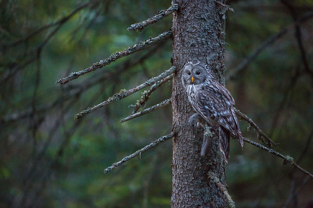 Bojevita kraljica noči