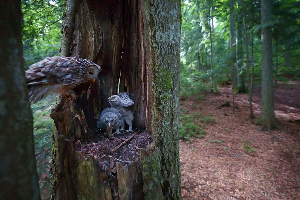Bojevita kraljica noči