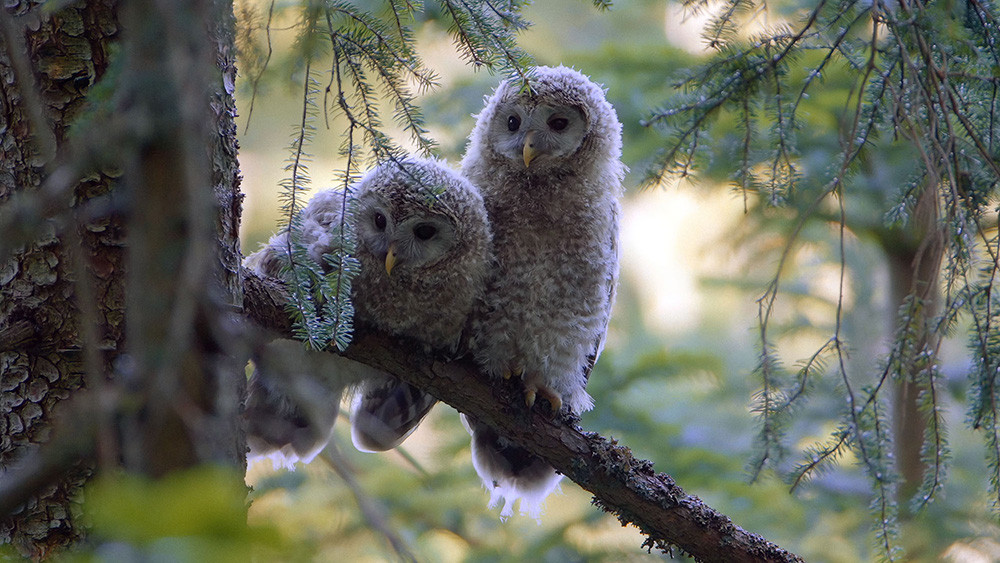 Bojevita kraljica noči