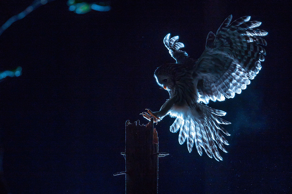 Bojevita kraljica noči