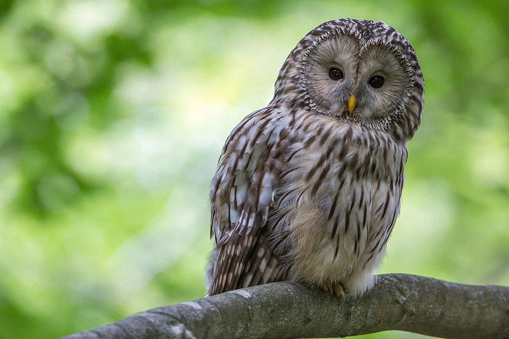 Bojevita kraljica noči