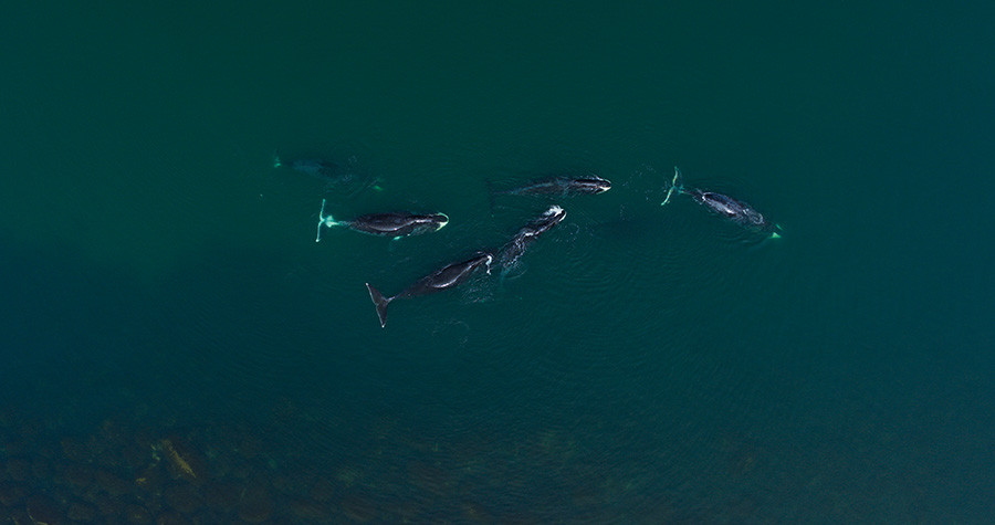 Kiti, varuhi planeta