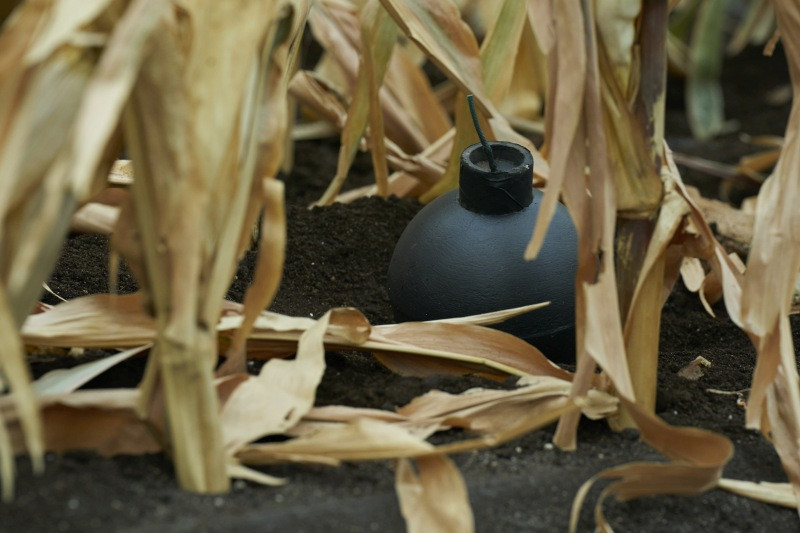 Klovn v koruznem polju