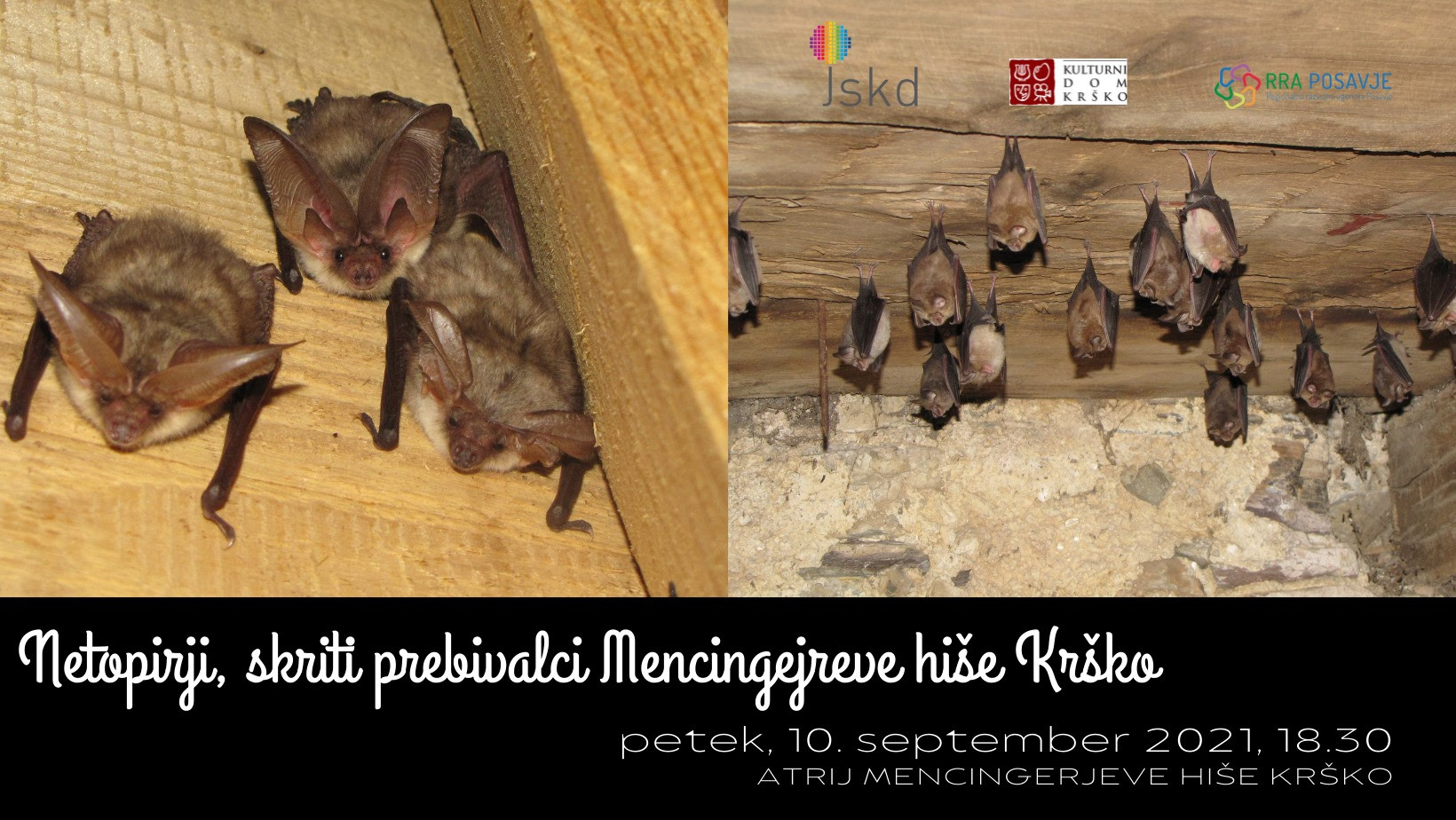 Netopirji, skriti prebivalci Mencingerjeve hiše Krško