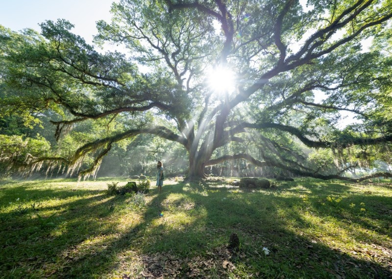 Tam, kjer pojejo raki