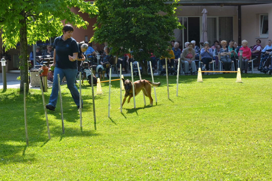 Agility na zelenici Pegazovega doma