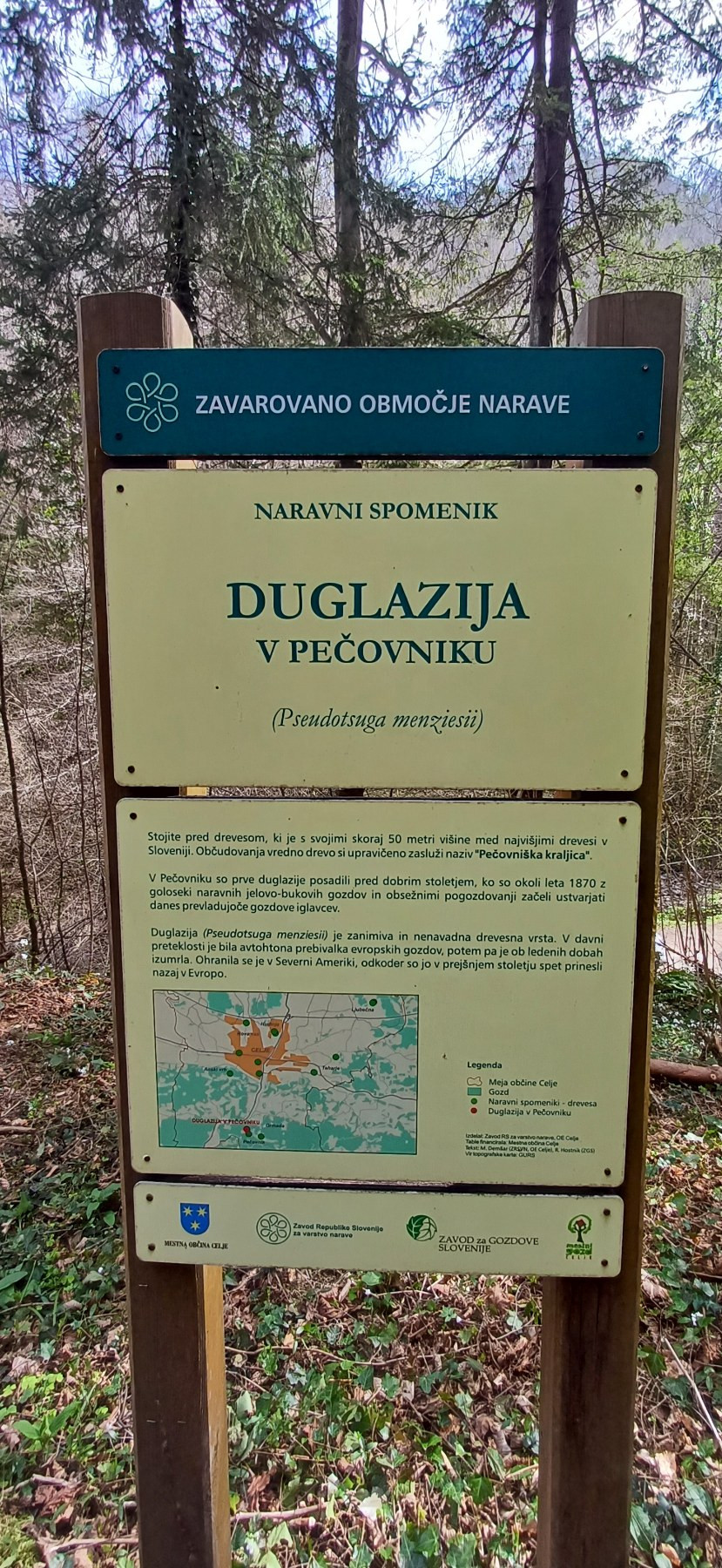 Gozdovanje pomladi