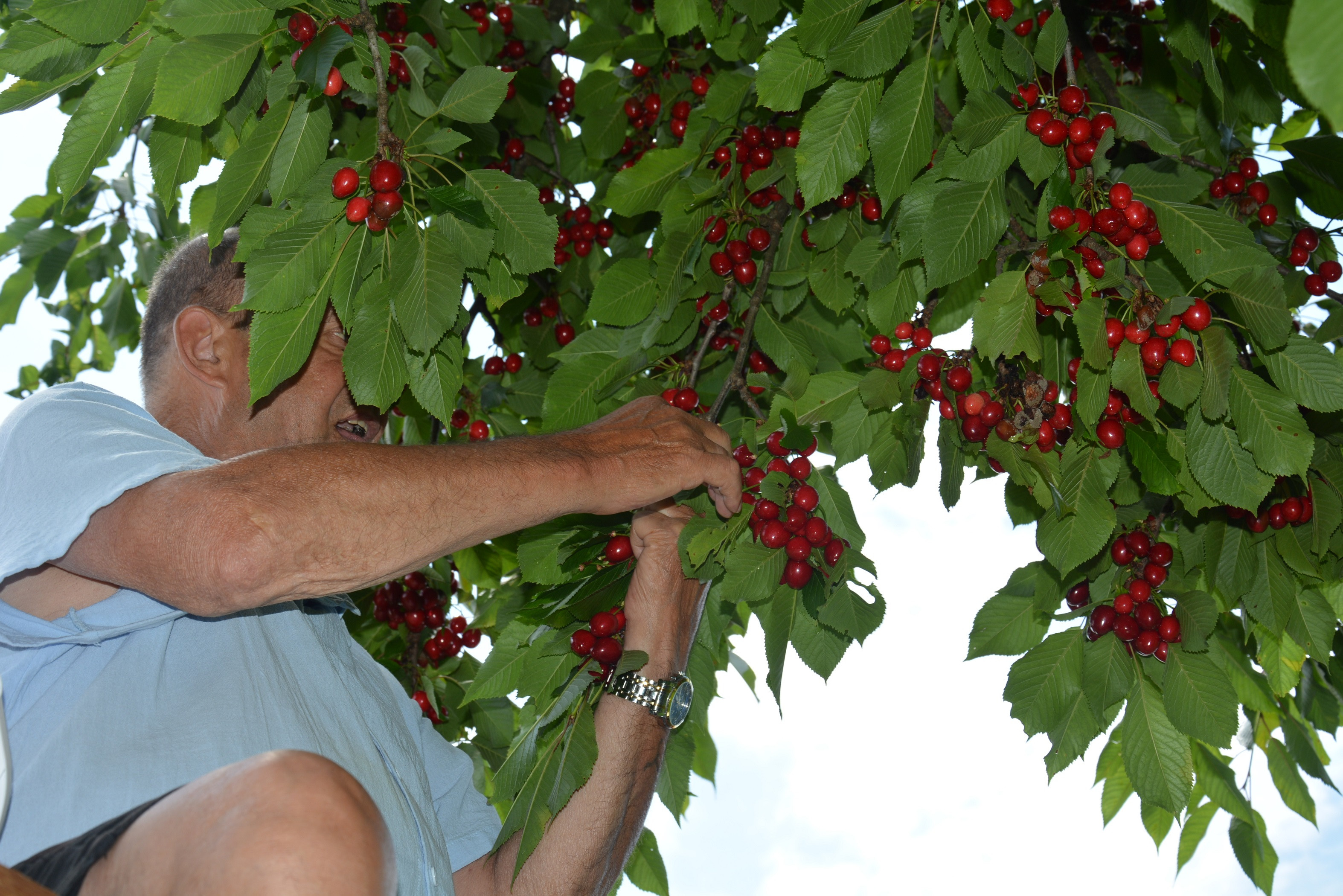 Gremo na češnje!!!