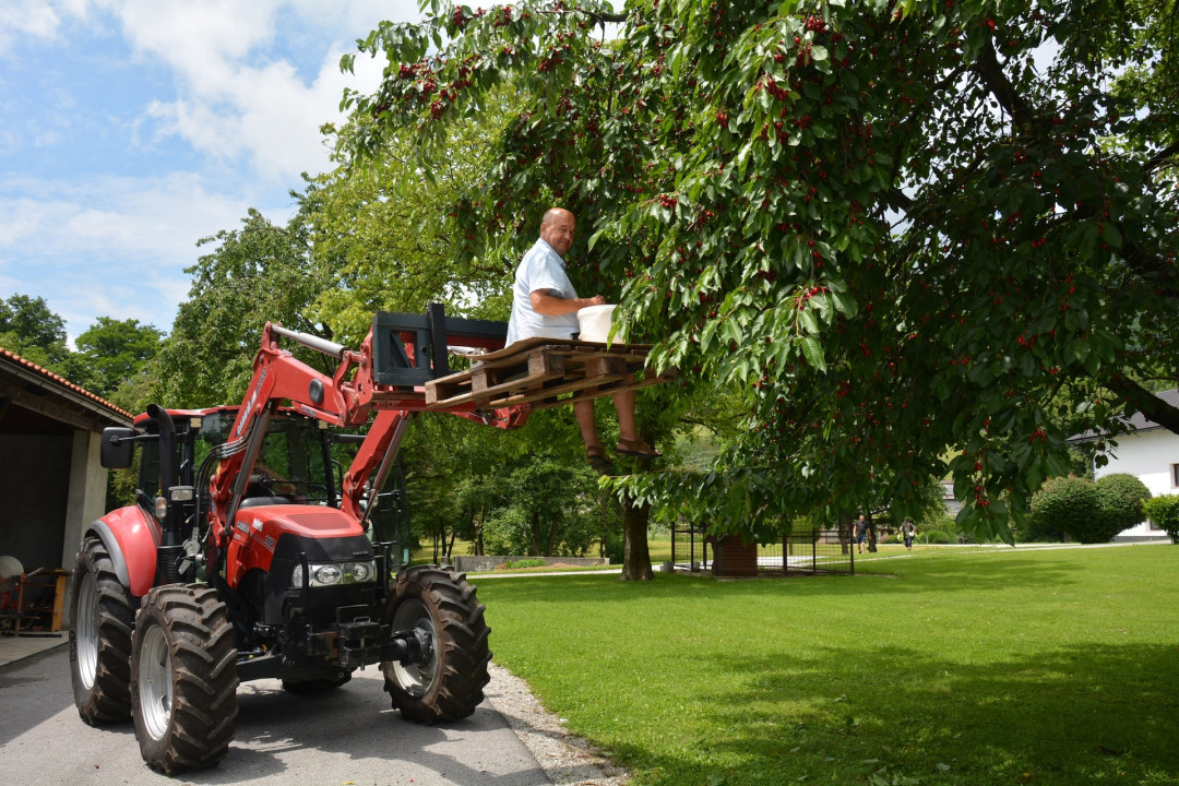 Gremo na češnje!!!