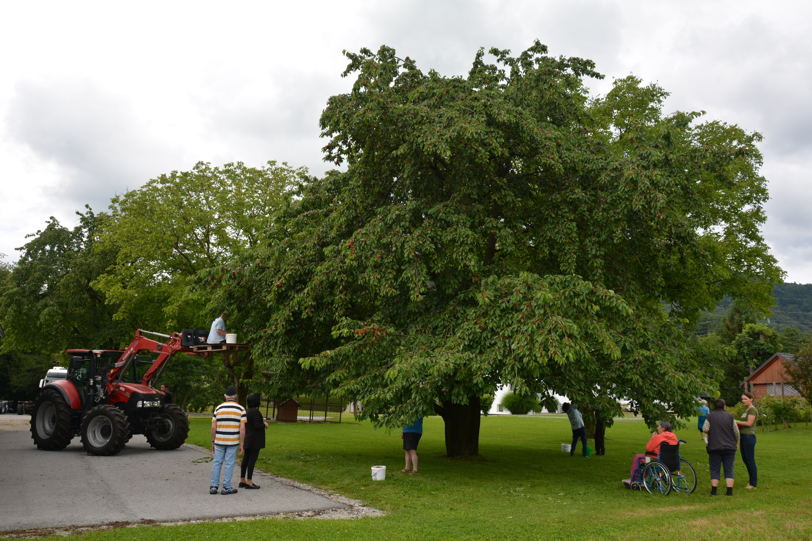 Gremo na češnje!!!