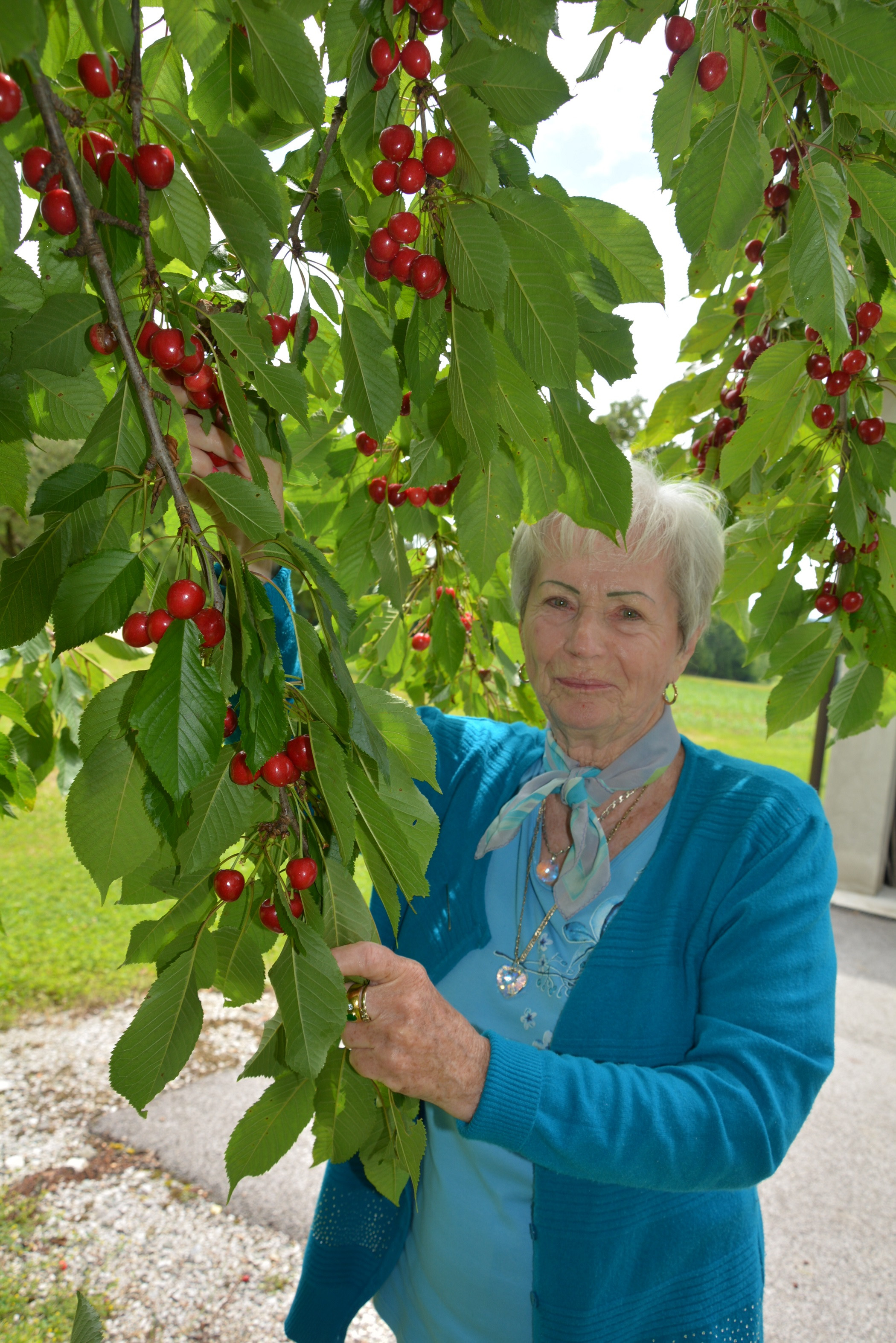 Gremo na češnje!!!