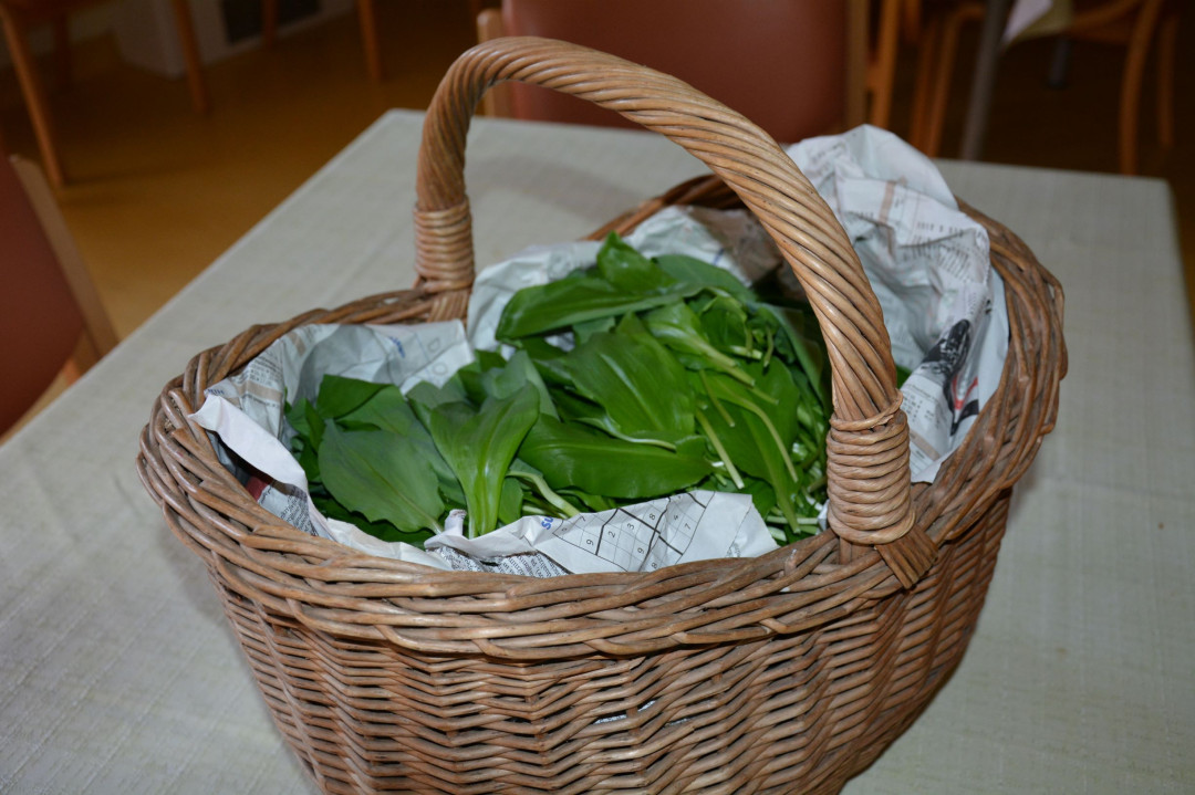 Hvala Saši Krumpak za košaro čemaža